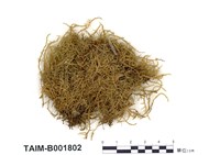 藏品(彎葉灰苔)的圖片